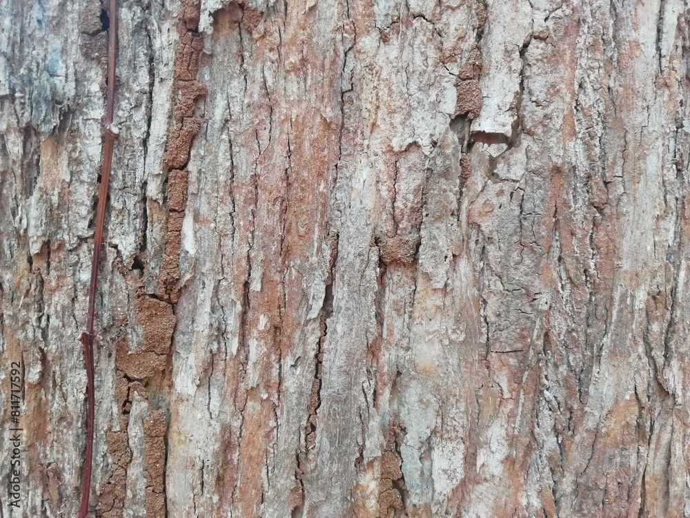 bark of tree, textures bark of tree, textures