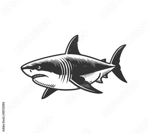 great white shark hand drawn vector