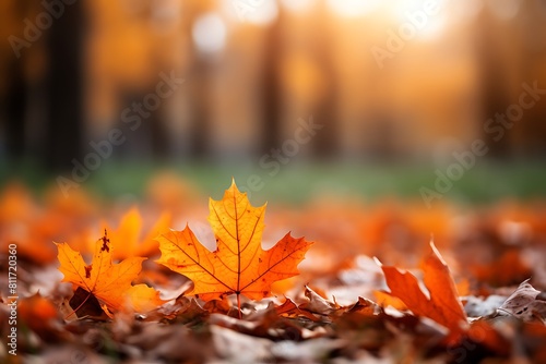 Autumn maple leaves in the park. Autumn background. Selective focus.