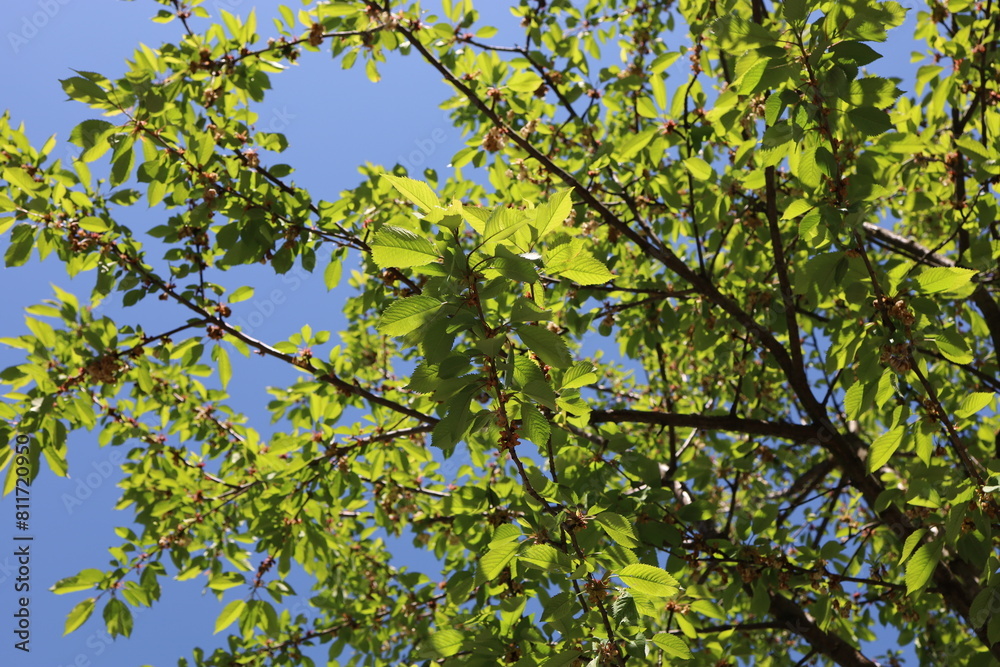 Cherry tree branches adorned with lush green leaves in the sky background Cherry tree branches adorned with lush green leaves in the sky background