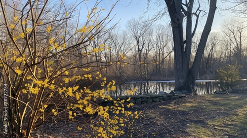 Hamamelis virginiana displaying yellow blossoms during the beginning of spring photo