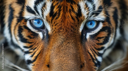 Blue eyed tiger staring at you.