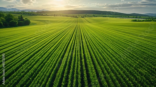 Green farm field with sunset in the background