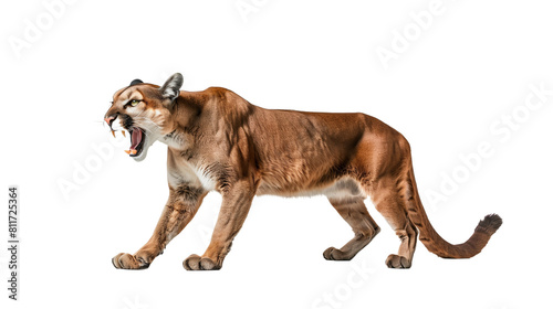 Cougar Roaring photo