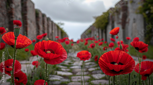 Poppies welcome visirs at an old t, reflecting on hisry this Memorial Day. photo