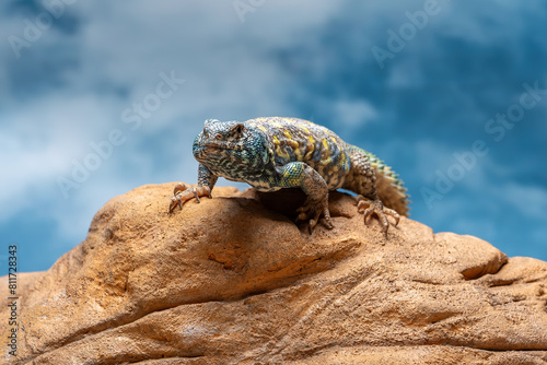 Uromastyx ornata or Ornate Mastigure is endemic to the Middle East.