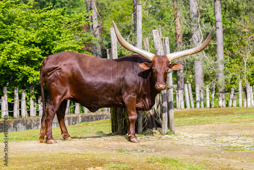 Watusi