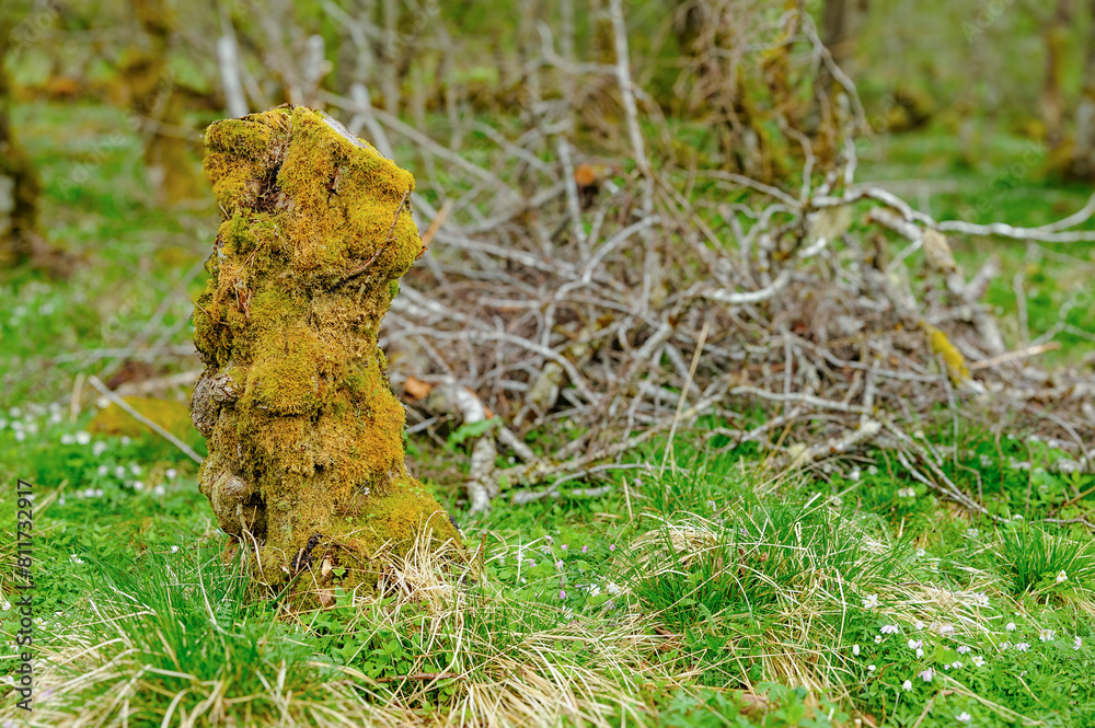 Obraz premium A mossy structure rises from the forest floor, surrounded by greenery and twilights soft glow.
