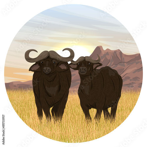 Round composition. A pair of African buffalo stands in the dry grass of the African savannah. Realistic vector African landscape