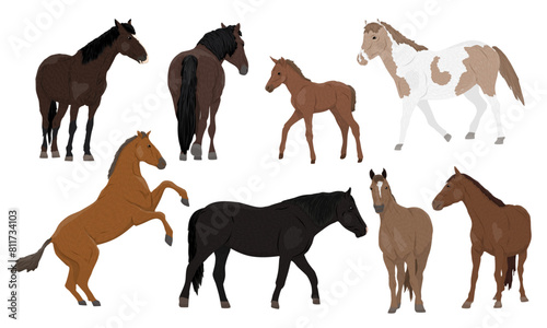 Set of domestic horses and their foals. Horses of different colors walk  stand and rear. Realistic vector animal