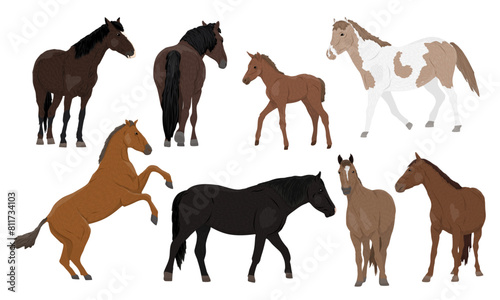 Set of domestic horses and their foals. Horses of different colors walk, stand and rear. Realistic vector animal