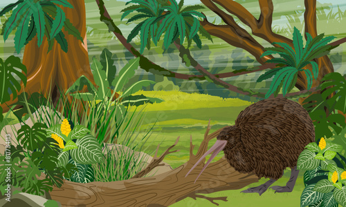 Kiwi bird looking for food in the jungle. Wildlife of New Zealand. Realistic vector landscape