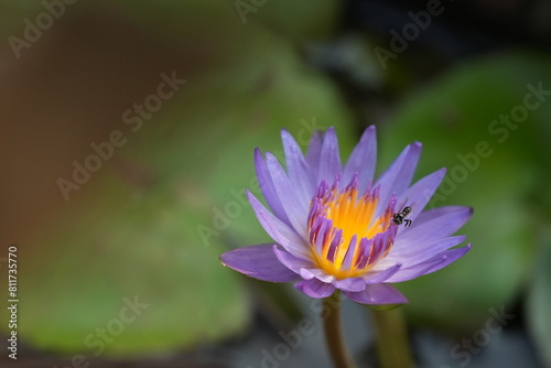 purple lotus flower