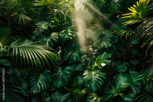 beautiful jungle background. palm green leaves and tropical flowers. dense tropical jungle in the sun s rays