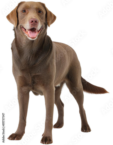 labrador Retriever  transparent photo