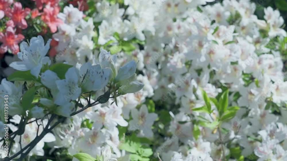 Abstract natural background with rhododendron blooming flowers and foliage, garden Abstract natural background with rhododendron blooming flowers and foliage, garden