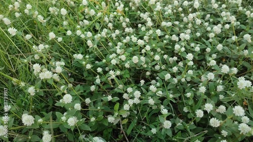 weed plant with white flowers photo