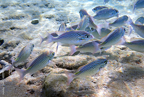 Arabian monocle bream, belongs to family Nemipteridae. Common name is Arabian monocle bream or Threadfin bream, scientific name is Scolopsis ghanam, it is reef-associated school fish, Red Sea, Sinai