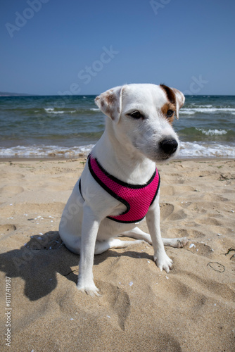 Cute white pooch in a pink harness frolics on a sunny beach day