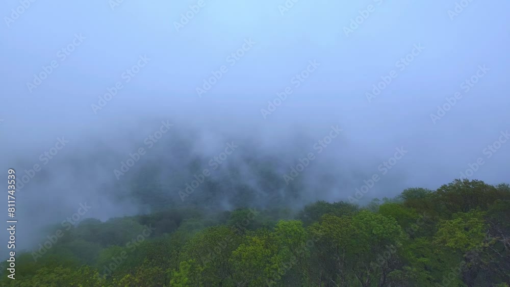Forest trees in the fog with copy space. View from the top. Forest trees in the fog with copy space. View from the top.