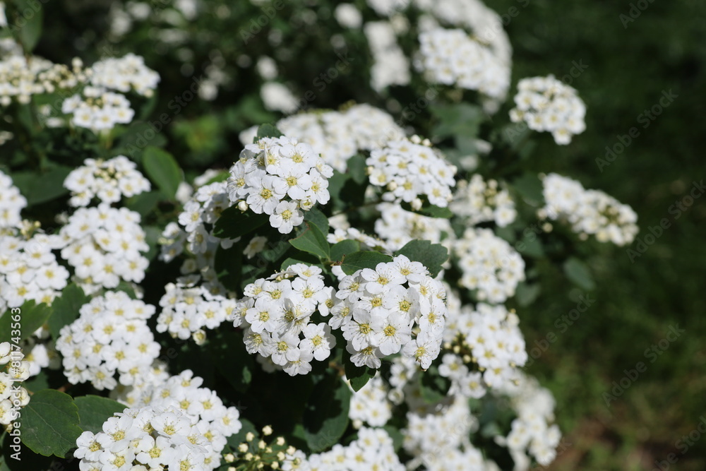 A close-up of adorable white Spiraea flowers in full bloom. Springtime.
