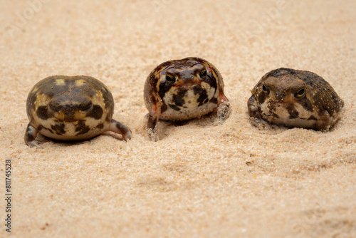 The Desert Rain Frogs, Web-footed Rain Frogs, or Boulenger's Short-headed Frogs (Breviceps macrops) is a species of frog found in Namibia and South Africa.