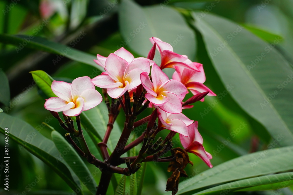 Fototapeta premium Close-up of Plumeria flowers blooming