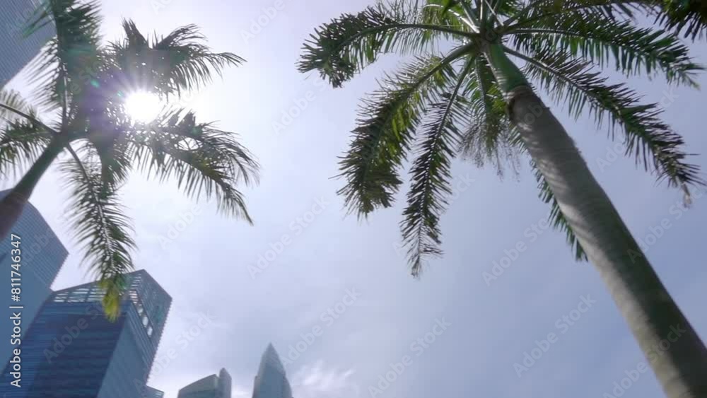Panorama Overhead with Palm Trees and Skyscrapers