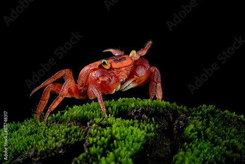 The Red Apple Crab or Chameleon Crab (Metasesarma aubryi) originated from Sulawesi and Java Island in Indonesia. photo