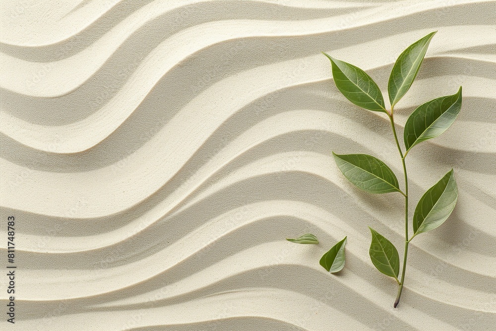 Beautiful lines and plant on sand top view Beautiful lines and plant on sand top view