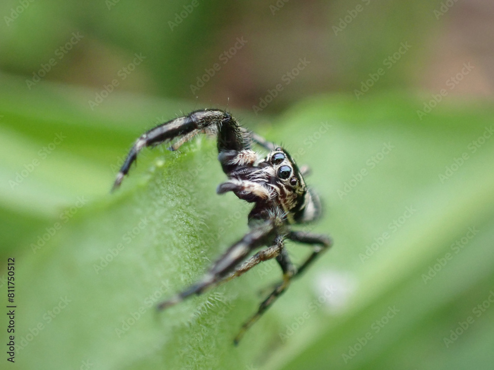 Mendoza elongata Karsch male.
A handsome spider with a calm design of black stripes on a white background. This is one of the cutest species in the jumping spider family. Mendoza elongata Karsch male.
A handsome spider with a calm design of black stripes on a white background. This is one of the cutest species in the jumping spider family.