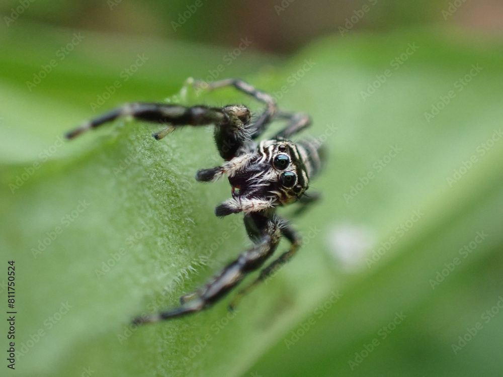 Mendoza elongata Karsch male.
A handsome spider with a calm design of black stripes on a white background. This is one of the cutest species in the jumping spider family. Mendoza elongata Karsch male.
A handsome spider with a calm design of black stripes on a white background. This is one of the cutest species in the jumping spider family.