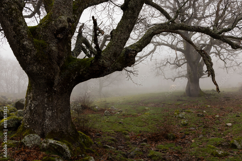Cow in oak forest on a misty morning with fog and ancient trees. Cow in oak forest on a misty morning with fog and ancient trees.
