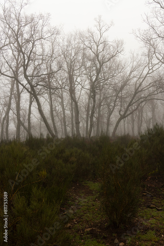 Vertical landscape of misty oak forest with fog on a cloudy morning