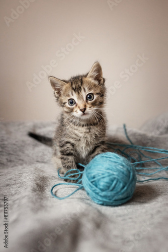 Cute little, gray kittens playing with a ball of thread together on a plain background.