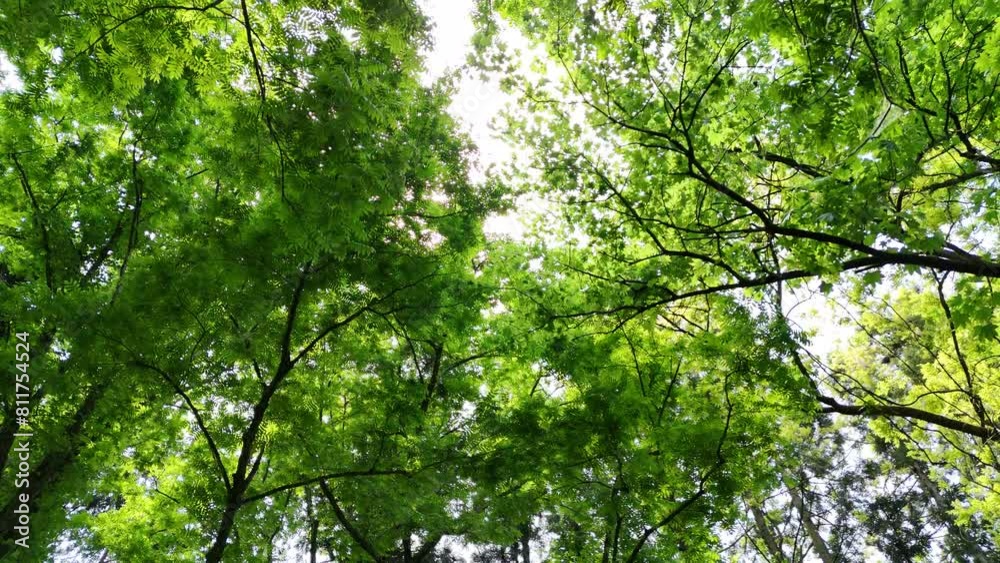 森の中　移動撮影　自然　風景　木　葉