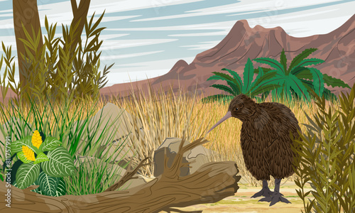 Kiwi bird walks in thickets of tropical plants in a valley at the foot of the mountains. Wildlife of New Zealand. Realistic vector landscape