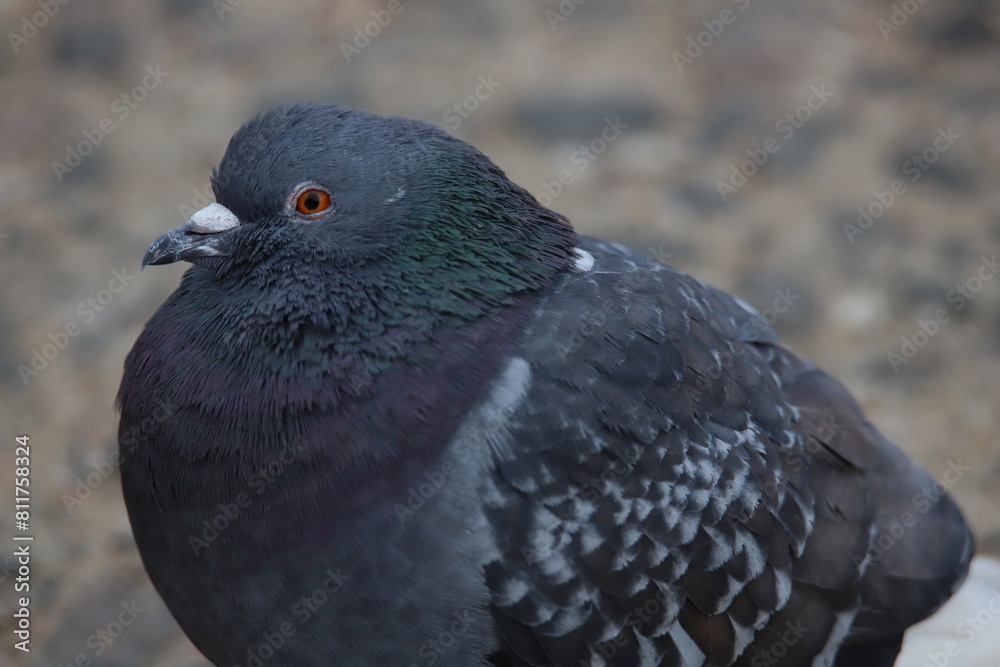 close up of a pigeon close up of a pigeon