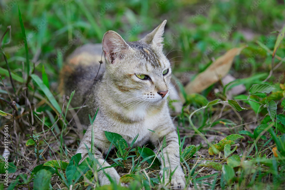 Close-up of cat in grass