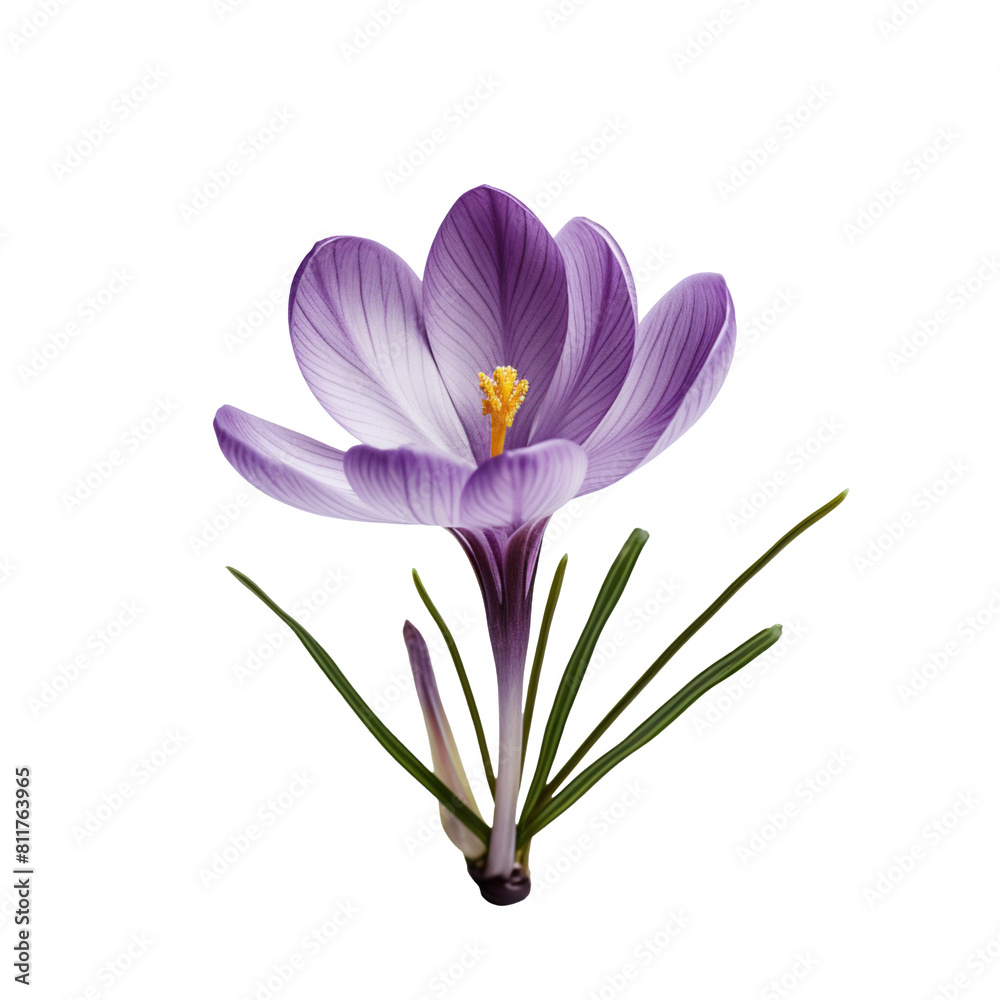 Naklejka premium purple crocus flower isolated on transparent background