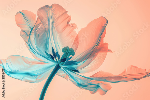 x-ray style image of a tulip with translucent petals in teal and orange #811764751
