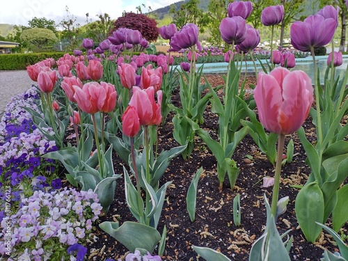 Dogs perspective of pink and violet tulips planted in park in Gmunden, Austria, pond in backround. Stroll in the city. Well maintained garden area for pausing. #811766123