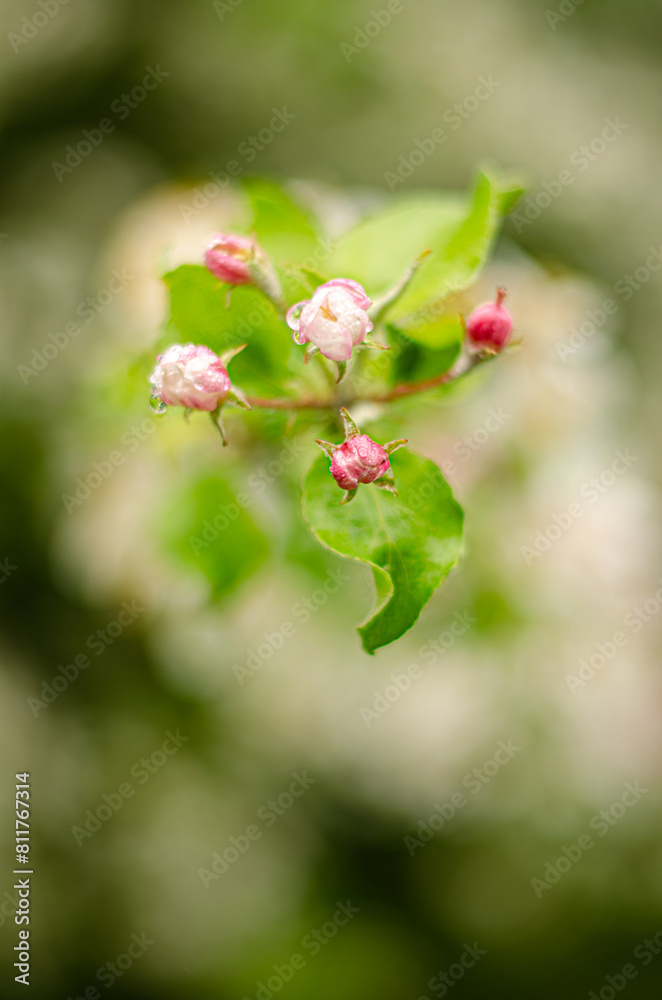 Blooming apple tree in a beautiful garden. Close-up. High quality photo Blooming apple tree in a beautiful garden. Close-up. High quality photo