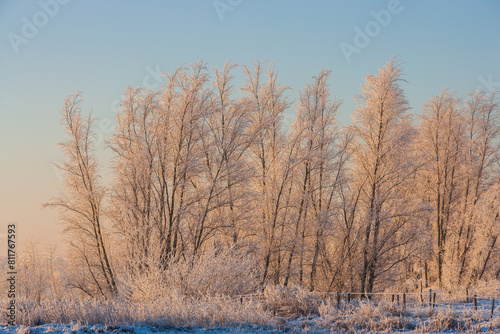 Winter in The Netherlands  row of frost covered trees at sunrise © Chris