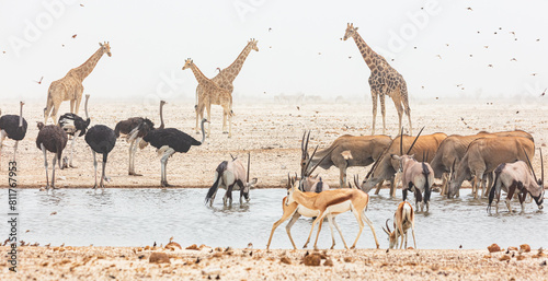 Giraffes (giraffa camelopardalis), Ostriches (Struthio camelus), Eland antelopes (Taurotragus oryx) and Gemsboks ((Oryx gazella) in waterhole during.sandstorm in Etosha National Park, Namibia
 photo