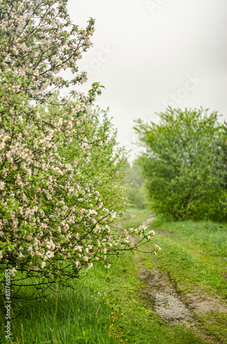 Apple garden with blossom apple trees. Countryside landscape. High quality photo