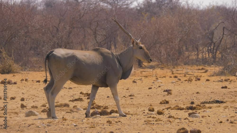 Eland antelope (Taurotragus oryx) walking in a dry semi-desert landscape, Etosha National Park Namibia
Eland antelope (Taurotragus oryx) walking in a dry semi-desert landscape, Etosha National Park Namibia
