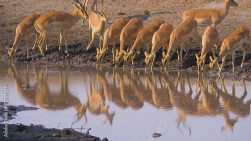 Herd of Black faced impala (Aepyceros melampus petersi) drinking from a waterhole at sunrise, Etosha National Park Namibia photo