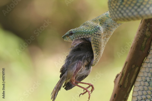 snake, viper, tropidolaemus subannulatus, a viper eating a bird photo