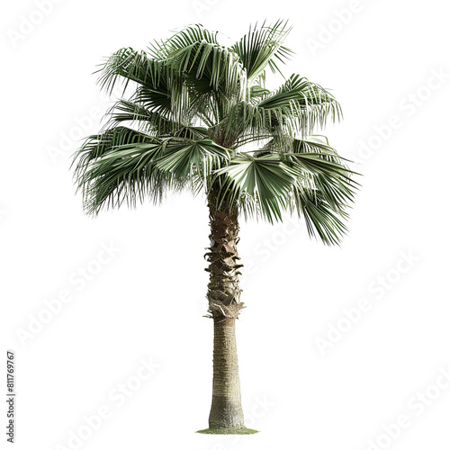 Palm Tree Trunk, isolated, transparent background, white background, no background photo